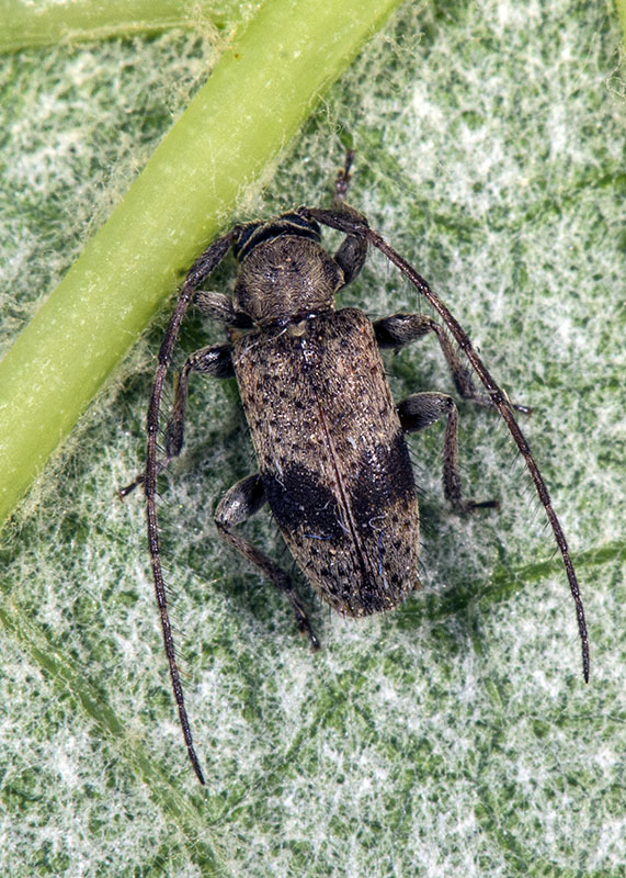 Cerambycidae: Exocentrus punctipennis